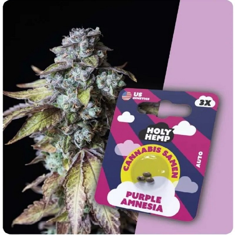 Holy Hemp Cannabis Samen - Purple Amnesia (3 Stüc...