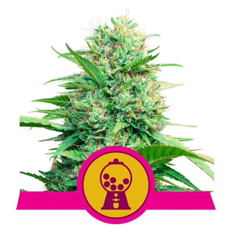 Royal Queen Cannabis Samen - Pink Runtz - Feminize...