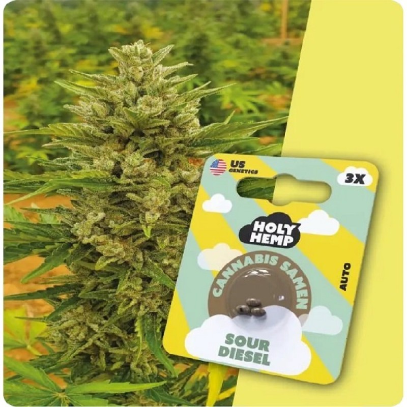 Holy Hemp Cannabis Samen - Sour Diesel (3 Stück) ...