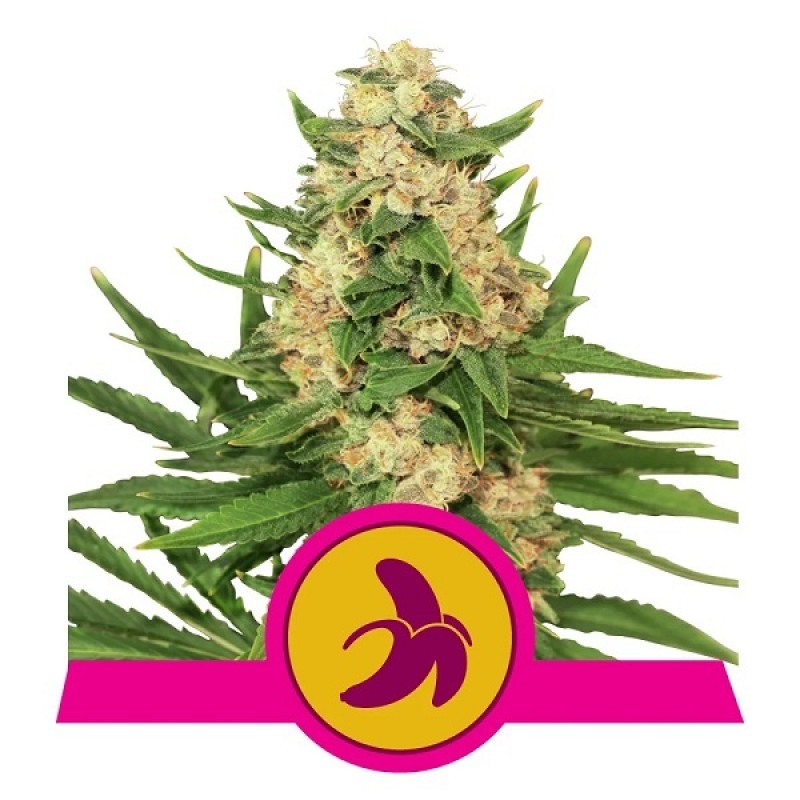 Royal Queen Cannabis Samen - Fat Banana - Feminize...