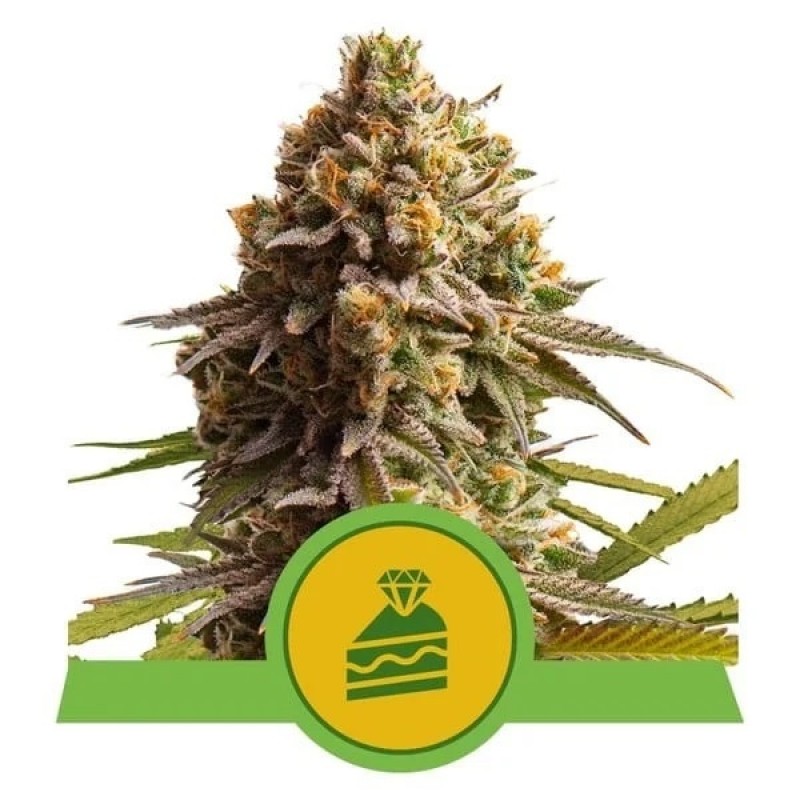 Royal Queen Cannabis Samen - Wedding Cake - Automa...
