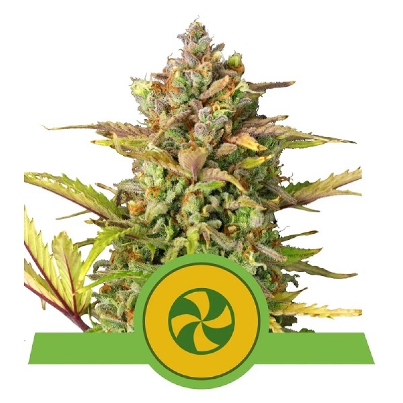 Royal Queen Cannabis Samen - Sweet ZZ - Automatic ...