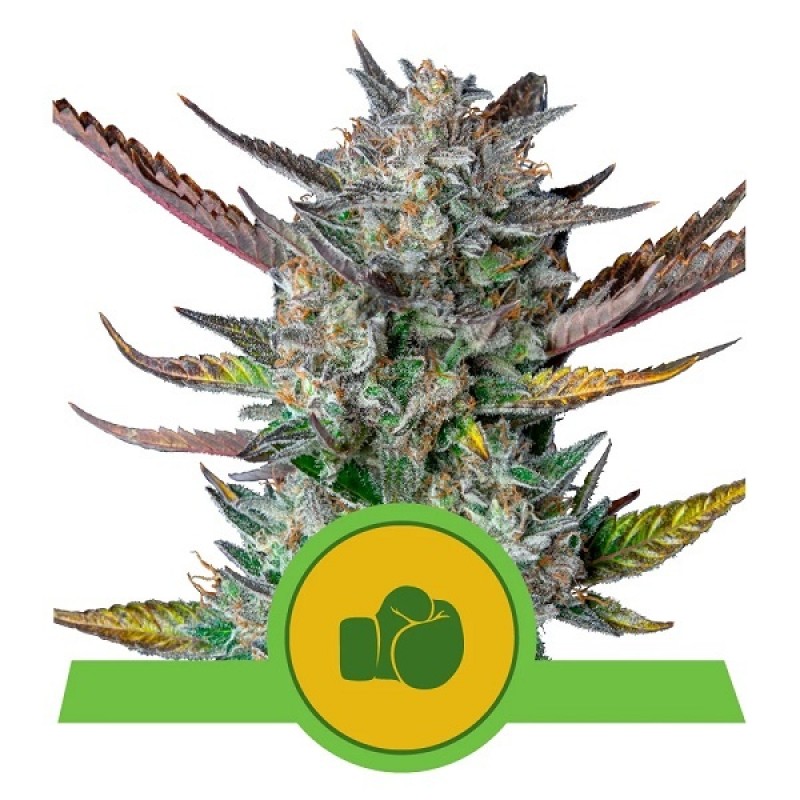Royal Queen Cannabis Samen - Purple Punch - Automa...