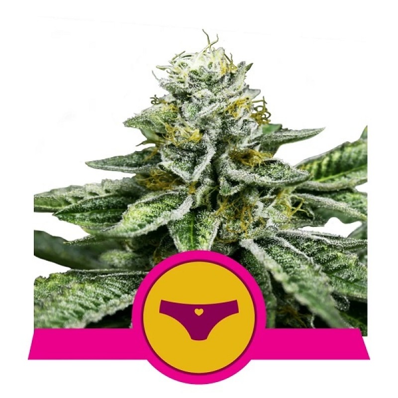 Royal Queen Cannabis Samen - Sherbet Queen - Femin...