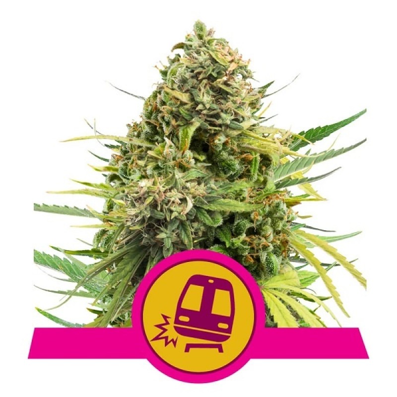Royal Queen Cannabis Samen - Trainwreck - Feminize...