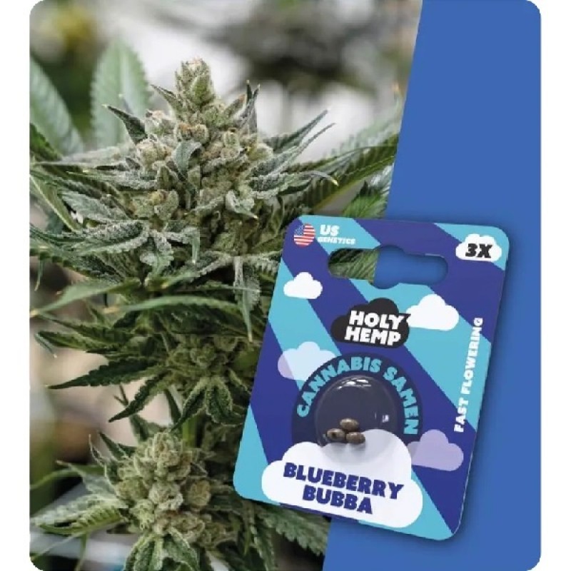 Holy Hemp Cannabis Samen - Blueberry Bubba (3 Stü...