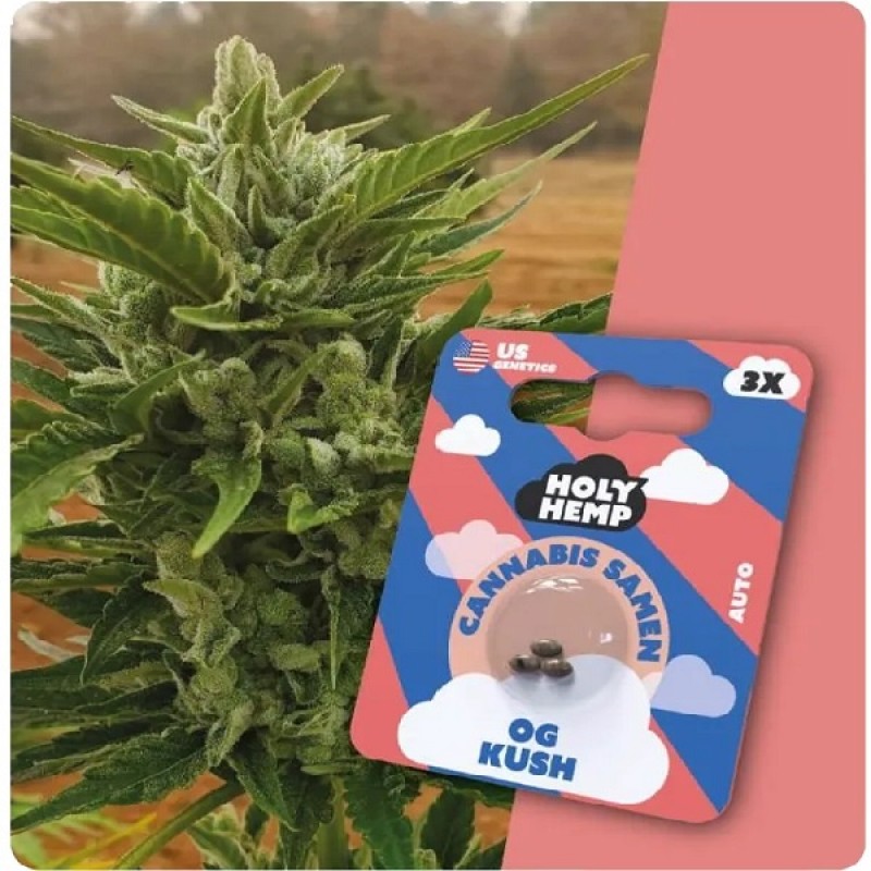 Holy Hemp Cannabis Samen - OG Kush (3 Stück) - Ma...