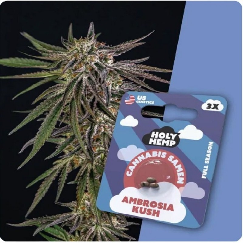 Holy Hemp Cannabis Samen - Ambrosia Kush (3 Stück...