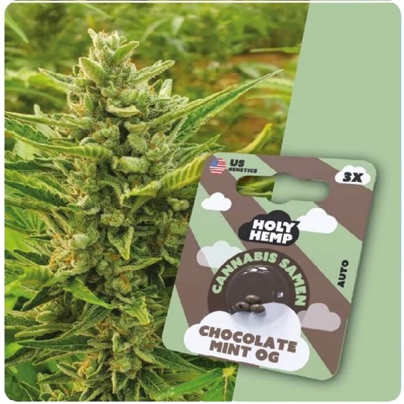 Holy Hemp Cannabis Samen - Chocolate Mint OG (3 St...